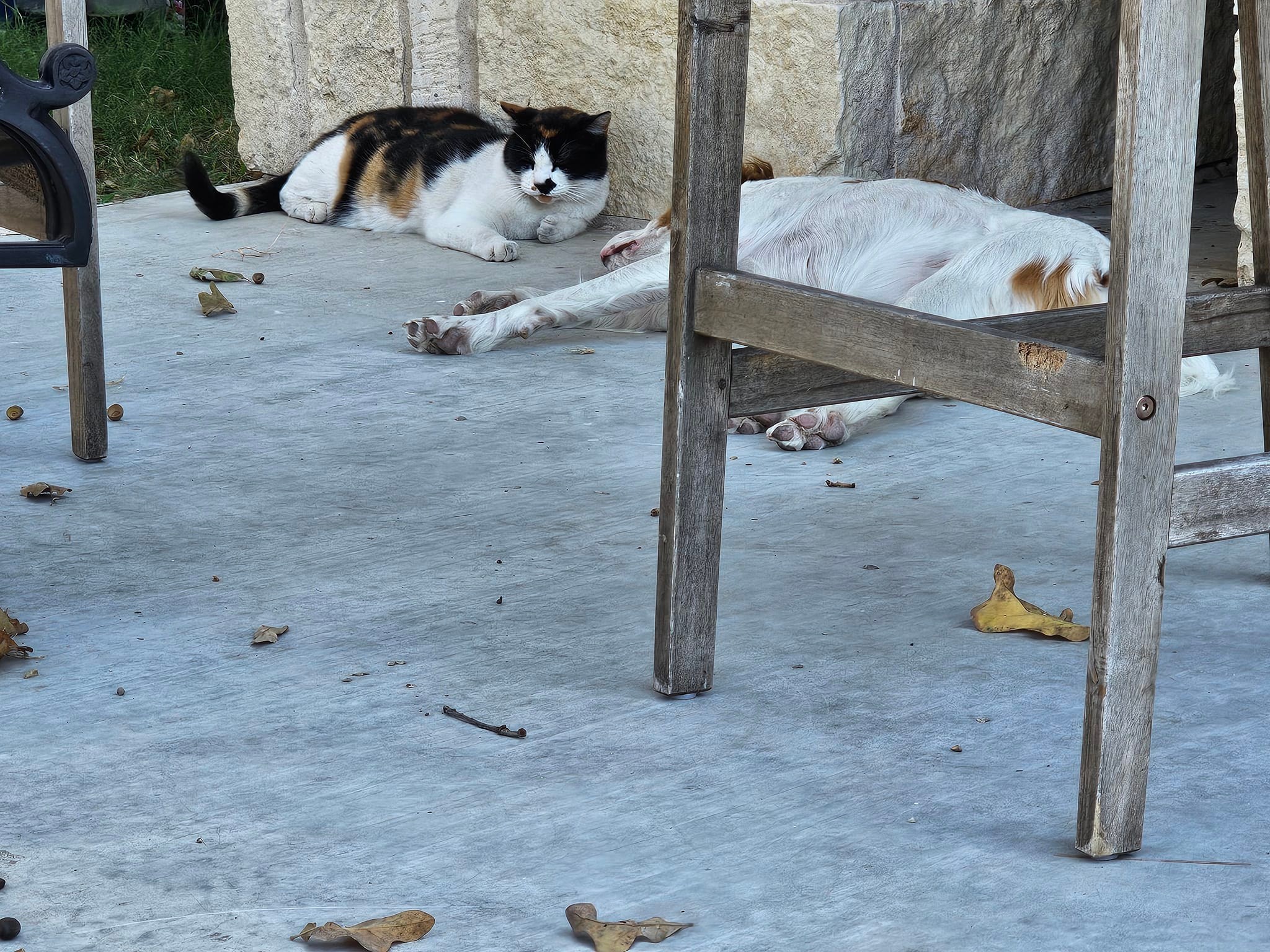 The months, weeks, days, hours, minutes and seconds that went into this calm moment are brought to you by Shelby the cat. She has finally accepted Mercy as more of a tolerance and less as an adversary. 😅 The fact that she gets to leave the confines of the fence and sit outside of it, mocking the dog, probably helps soften the blow of the addition of said dog. Because she's a cat. And cats are petty like that. But as you can see, Mercy's happy just to lay by Shelby, so all is right in her world.