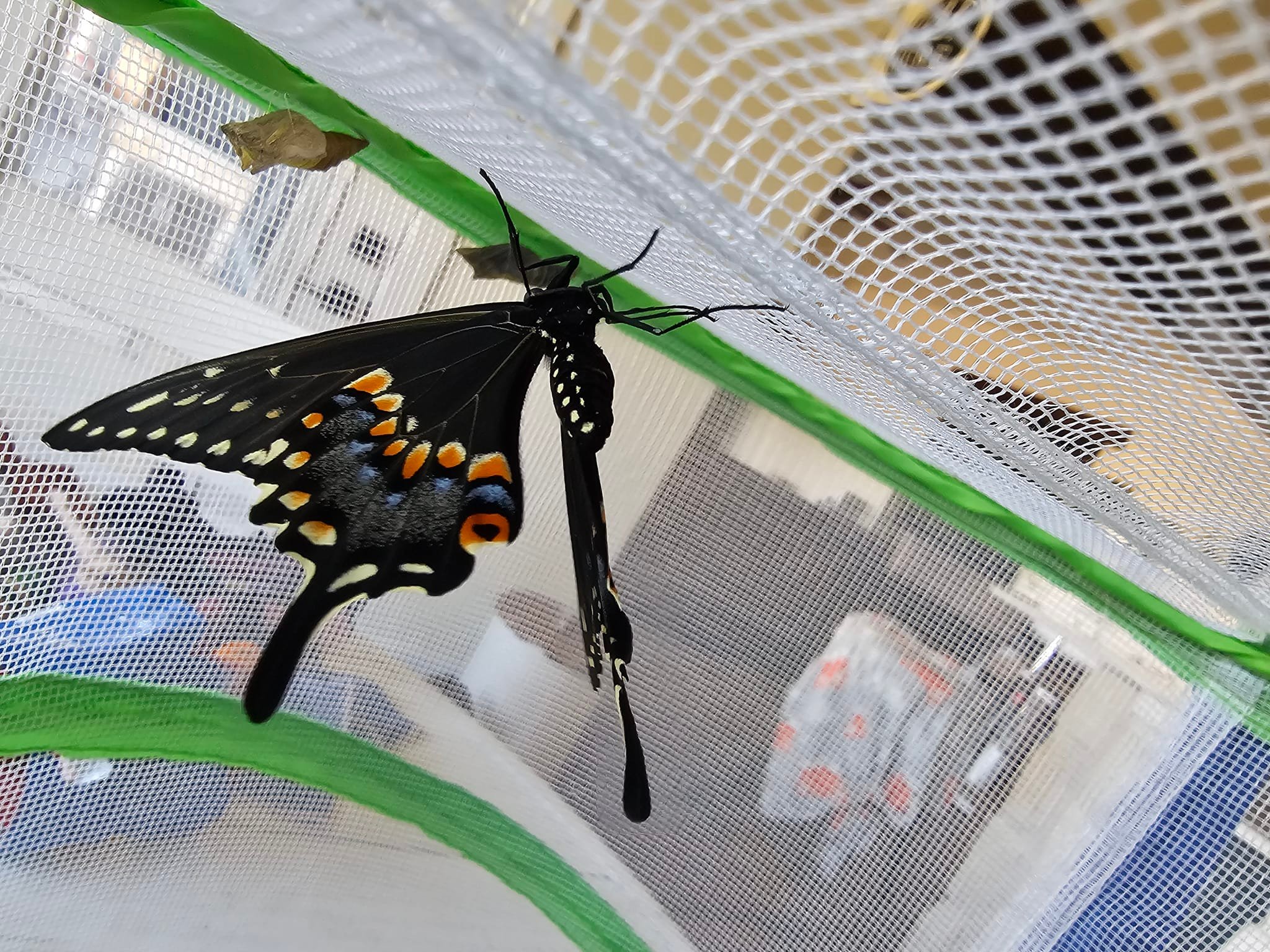 Look at this beauty! Butterfly #2!

This is your sign to check out the herbs when you're at the garden center! These were on parsley! 🥰