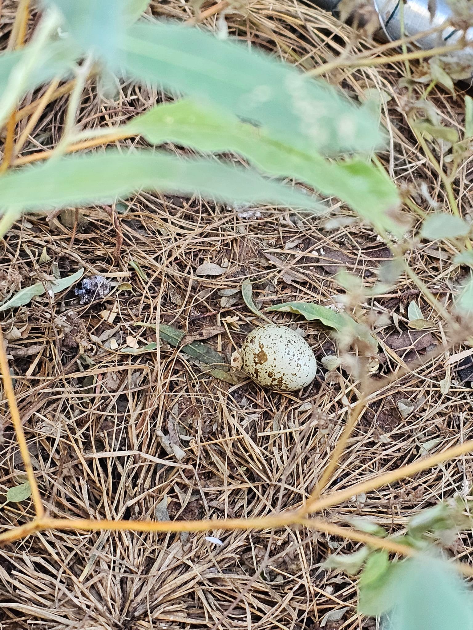 Time seriously gets away from me! Our little quail started laying last week. So far, we've gotten three little eggs. They are super cute! 

I also realized that between life and sick kids that I've not been updating the world on the ❌ cancer goings on! So this is an update! 

The update is: so far, so good. You might've seen Aaron's post about my good Signatera results. All of my 6mo blood labs have come back good. I think I'm having a PET scan in January, as well as re-running my RGCC counts and possibly going to California for a couple of days. 

Here's what I'm doing weekly to keep things up: 

• Repolarization at Fort Worth Wellness 
• Muscle testing & NAET treatments to keep my body in balance and pinpoint any triggers that could be contributing to future cancer growth or anything that's not allowing the right die-off to happen. Mostly, this looks like candida, parasites, biofilm, etc. This also happens at Fort Worth Wellness. 
• Acupuncture with Michelle Parker at The Chiropractic Place for Mommy & Me.
• BioCharger also at TCP. 
That all happens just on Tuesdays. 🙃
• 100g vitamin C IV with Dr. Miller at Quantum Energy Wellness Center (about to drop to every two weeks). 
• Chiropractic adjustment with Darcy Goode at HQ Chiropractic TX to keep my nervous system in check. Also, we work on my ribs a fair amount. Stuff shifts around differently now! 
• NET/Injury Recall with Leslie at TCP. This has been super cool. I'd done it late last year for some neck pain, but I started doing it for emotional root cause issues and the actual injury to my chest from the surgery. 
• HOCATT with Tawny at Quantum. This is pretty neat, too. It involves a pod, steam, transdermal ozone and frequencies. Crazy stuff! Check me out in the last pic. 😂

Occasionally, I throw in a lymphatic drainage massage. I need to remember to schedule those. 🫣

Other than that, walking, starting to use the vibration board, realizing that sugar is the 😈 and transitioning back to a better diet without as much cheating. Whomp, whomp. 

Books I'm reading: 
• Overcoming Estrogen Dominance 
• Keto Oncology 
• Psalms