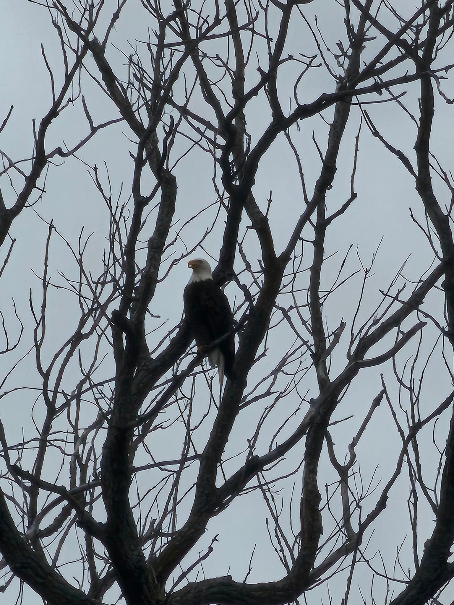 We were out running around aimlessly, or so I thought, with Ashton after errands. Finally, Aaron said he was driving around the lake because he heard we have a nesting pair of bald eagles. We turned on the "highway," and I spotted one! Mind you, I'm NEVER the first to see the things. That's a win for me! 😁

We have gone creature adventuring with our kids since Ashton was a tiny tot, which is probably part of the reason he loves animals so much. We haven't gone as much since we moved out here, which is sort of ironic, since we're in the country, but we have deer, raccoons, possums, armadillos and foxes in our backyard. It leaves little to see on a drive. It was fun that we had our big little kid with us, especially since they're in his top five favorites. ❤️🦅🇺🇲